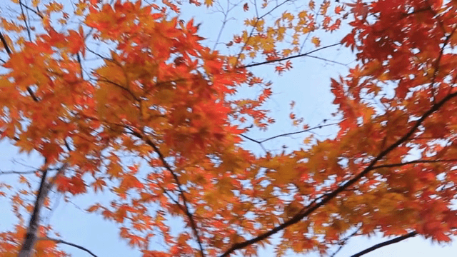 Bright red autumn leaves under a clear sky
