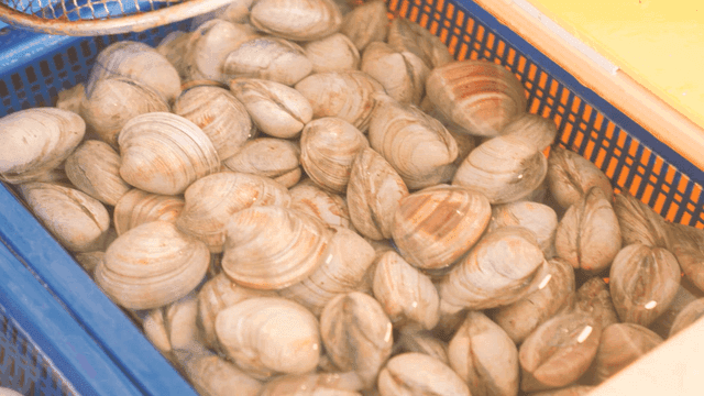 Clams in basket in tank