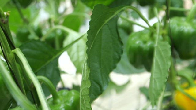 녹색 잎과 노란 파프리카