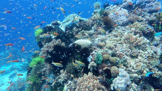 Vibrant coral reef with colorful fish and sea turtles