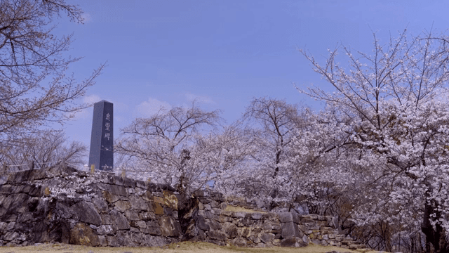 Cherry blossoms in full bloom by a stone wall
