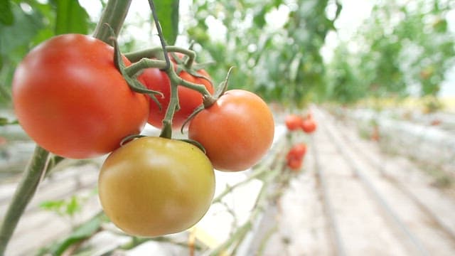 Inside a Greenhouse with Growing Tomatoes