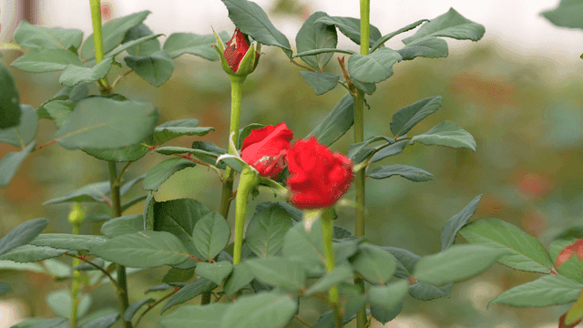 Red rose buds in a garden