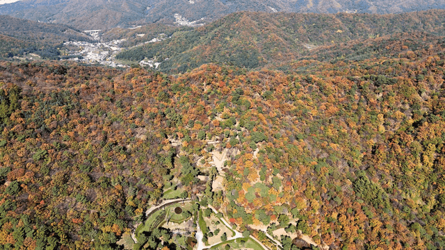 Aerial view of a colorful autumn forest