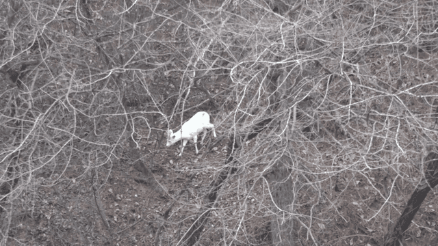White deer in leafless forest