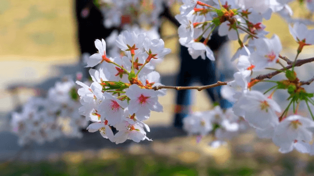 Cherry blossoms in full bloom on a sunny day