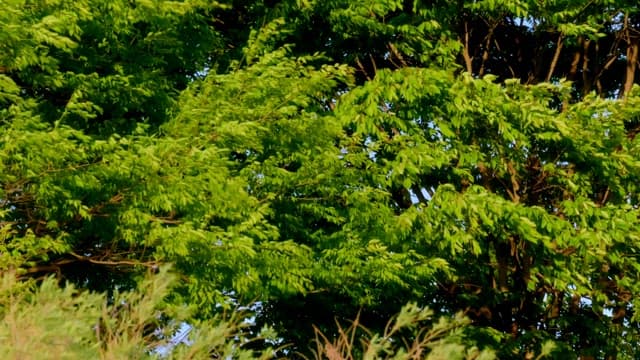 햇살이 비치는 야외의 푸른 나무들