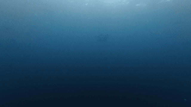 School of fish swimming in sea
