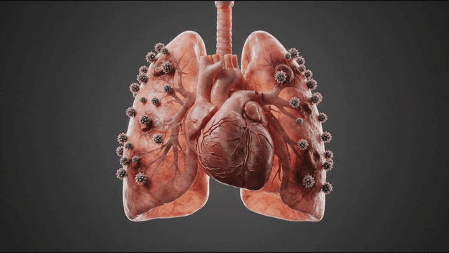 Human lungs and heart with virus particles