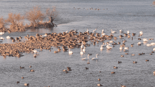 Swans and flock of mallards on river