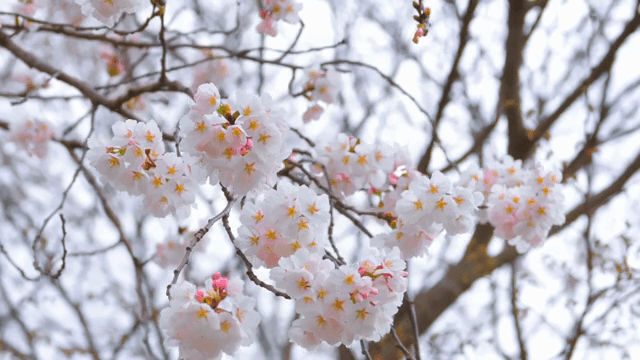 나뭇가지에 핀 벚꽃