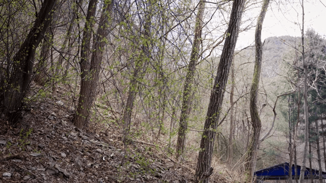 새싹이 돋아나는 고요한 숲