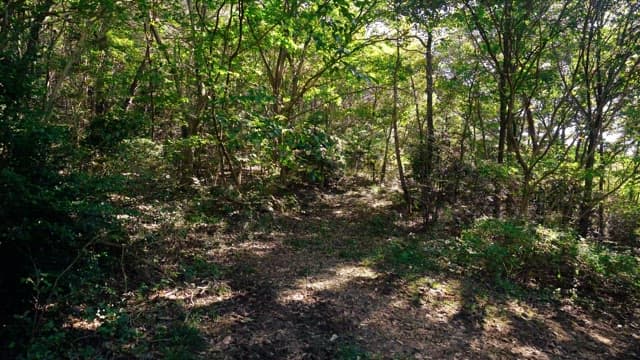 Dense forest path with sunlight shining on it