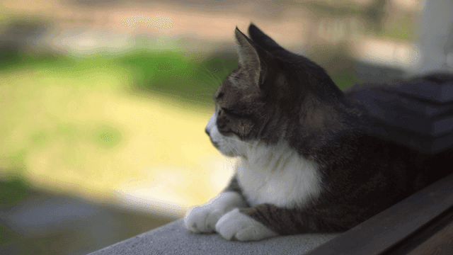 Cat resting on a windowsill