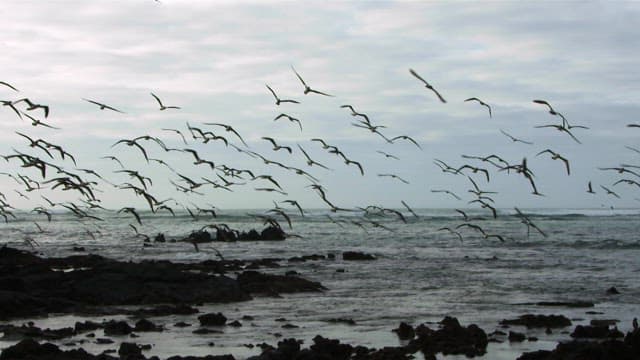 Flock of Birds Flying Over Coastal Waters