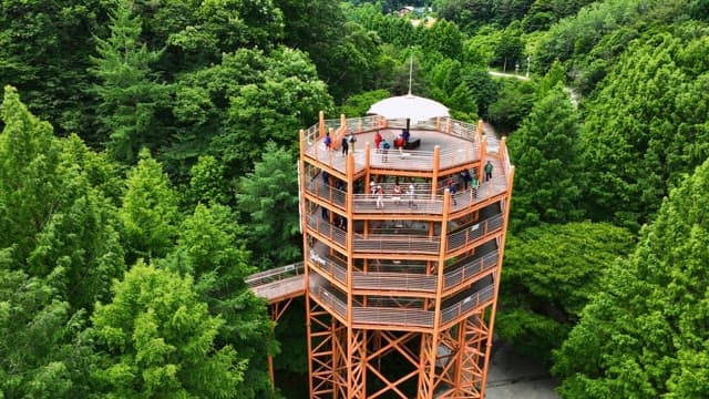 Observation tower surrounded by lush forest