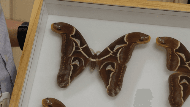 Large moth specimen displayed in glass box