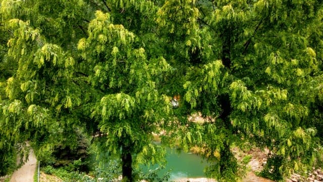Secluded house surrounded by lush forest