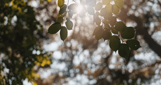 Sunlight filtering through green leaves