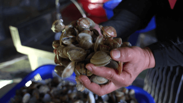Hands sorting fresh clams in a kitchen
