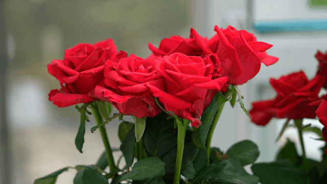 Bouquet of vivid red roses