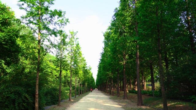 Afternoon walk through a lush green tree-lined path