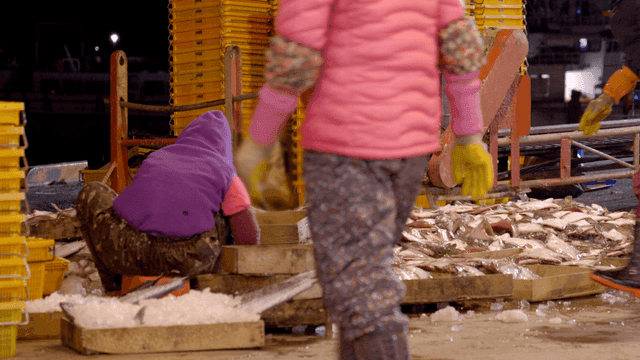 Workers sorting fish at busy dock