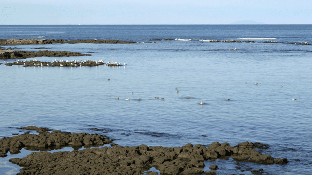 Seagulls resting on rocky shore