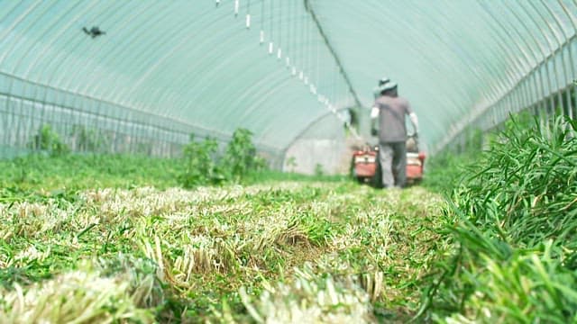 Farmer mowing grass with tractor machine in greenhouse