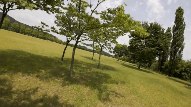 Serene park with tall trees and grass