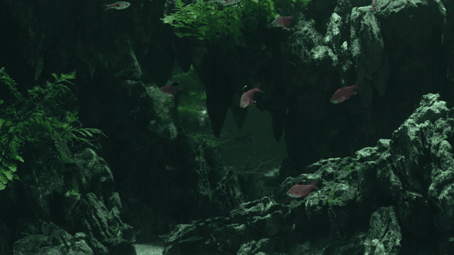 Fish swimming in a rocky underwater cave