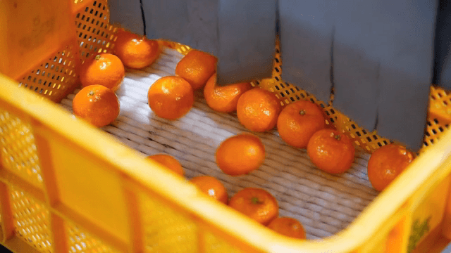 노란색 플라스틱 상자에 담긴 귤