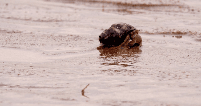 진흙 해안 위를 걷는 소라게