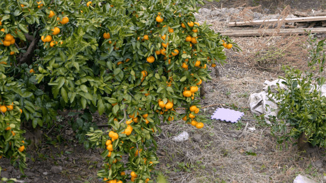 Tangerine trees with ripe fruit in orchard