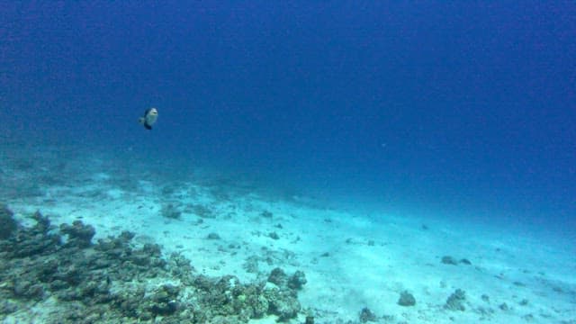 Fish swimming in the clear ocean