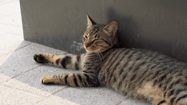 보도에 누워 있는 편안한 얼룩 고양이