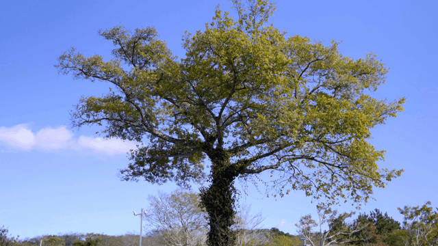 Big tree under clear sky