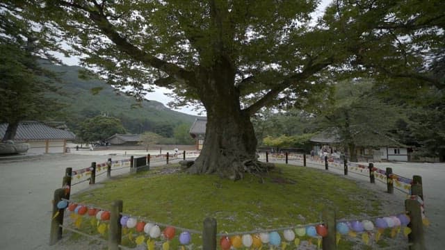 Historic Temple with Ancient Tree Surrounded by Fence