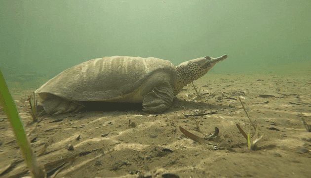 Turtle resting on sandy riverbed