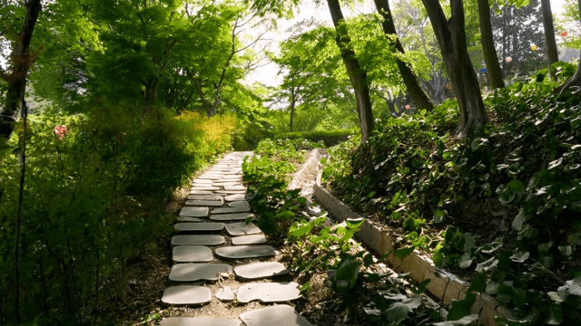 푸르른 숲길의 고요한 풍경