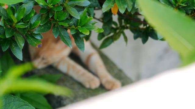 Cat resting under green foliage