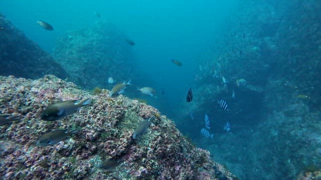 School of fish swimming among rocks