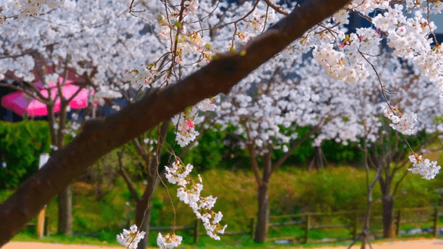 공원에 만개한 벚꽃