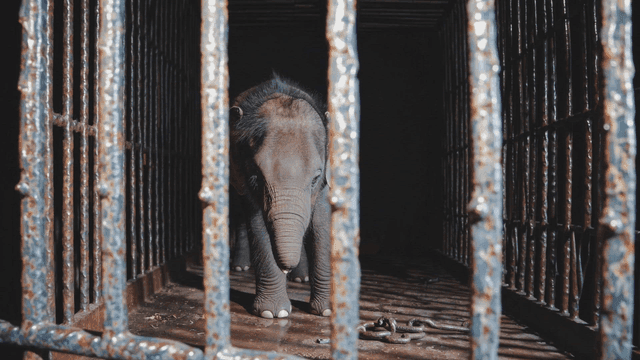 Baby elephant in dark cage