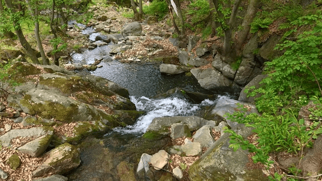 Tranquil forest stream with rocks