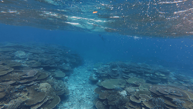 Diver exploring vibrant coral reef