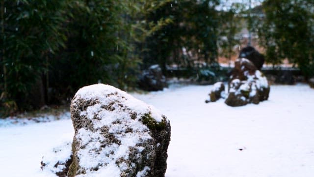 Snowy day in a tranquil garden
