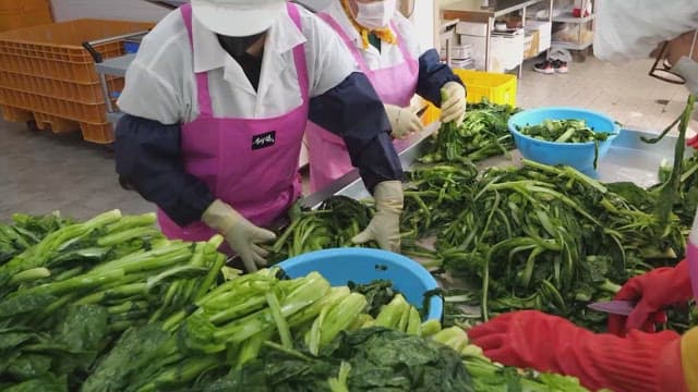 Workers sorting fresh greens in a food processing facility