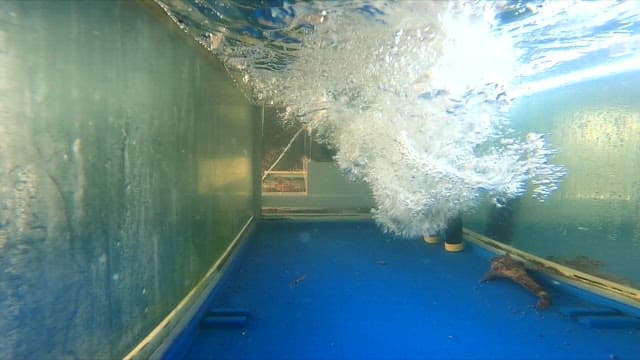 수산시장의 물탱크 안으로 들어가는 오징어