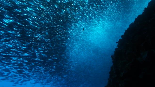 School of fish swimming underwater